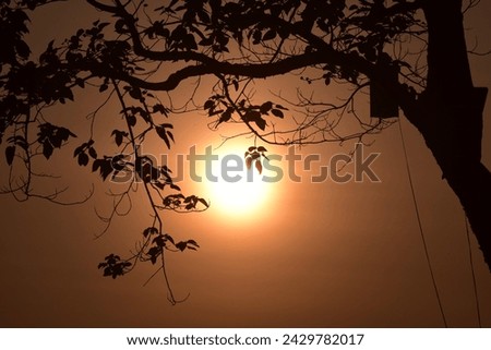 Green leaves Black silhouette and Sunshine during sunrise background   

