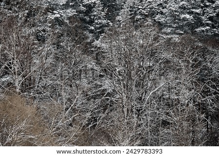 forest covered with snow. winter forest texture