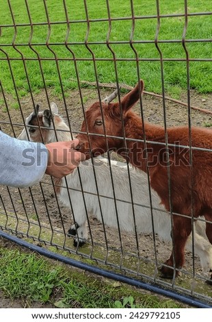 hand touching goat through fence