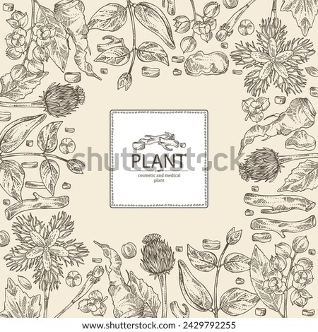 Background with cosmetic and medical plants: saussurea costus, сelastrus paniculatus, leptadenia reticulata, trichosanthes japonica. Vector hand drawn illustration