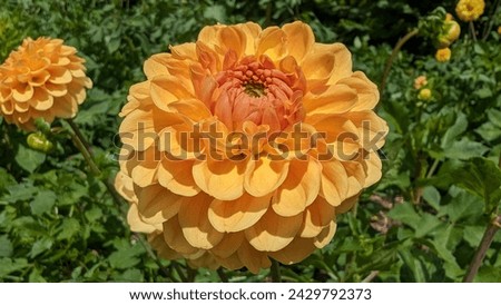 Yellow dahlia flower on a background of green leaves in the garden