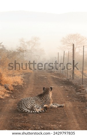 cheetah in in the mist on early morning safari