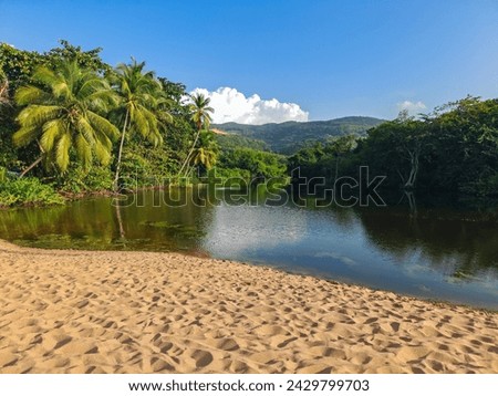 Guadeloupe, a Caribbean island in the French Antilles. Landscape and view of the Grande Anse bay on Basse-Terre. a mangrove arm directly on the river, beach Royalty-Free Stock Photo #2429799703