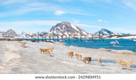 Many greenland dogs chained up on the snow, with hut-colored houses in the background and Greenland mountain and seascape - Kulusuk, Greenland