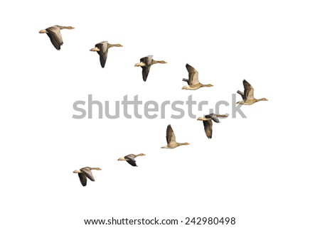 Flock of migrating greylag geese flying in V-formation Royalty-Free Stock Photo #242980498