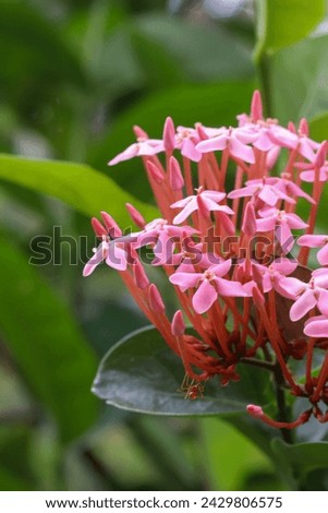Thetti Poovu Chethi poo Ixora coccinea is a species of flowering plant in the Rubiaceae family