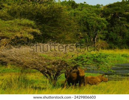 Safari scene with White Rhino in South Africa