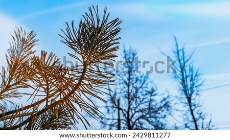 Fir tree branch against blue sky and bare trees. Spring wallpaper with copy space. Sunny winter day outdoors. Nature in forest. Film grain texture. Soft focus. Blur