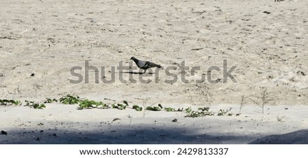 a bird that is standing in the sand, purple sand, on the beach at noonday, standing on a beach in boracay, telephoto vacation picture, walking on the sand, footprints in the sand, pigeon.
