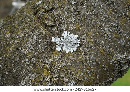 Close-up of a tree lichen called Parmelia sulcata                 