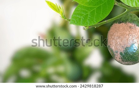 An avocado fruit infected with scab disease. (jpg photo) Royalty-Free Stock Photo #2429818287