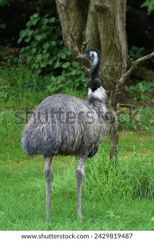 High definition of Emu full body photo taken at an Australian zoo