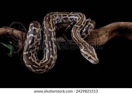 Python molurus bivittatus isolated on black background, Burmese python snake on branch, non-venomous snake Royalty-Free Stock Photo #2429821513