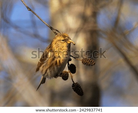 Lesser redpoll [Acanthis cabaret] in alder tree
