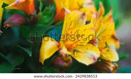 Close view of some yellow and purple flowers, in a garden