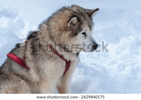 Portrait of an Alaskan Malamute on a background of snow