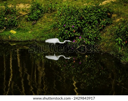 White Heron bird with it's reflection in a pond while it is hunting fishes .