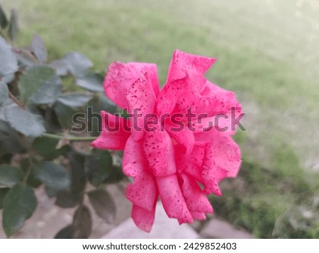 alive, beautiful, beauty, colorful, flora, floral, flower picture, flowering rose, flowers, flowers nature, fresh, garden, love, lovely, natural, nature, pink, pink rose, plant, red, romantic, rose 