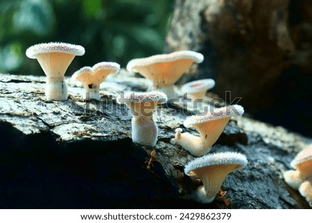 a type of wood fungus that grows on rotting wood as a source of nutrition in forest. view in the morning