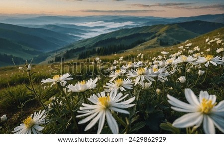 Blooming white flowers in Carpathians. Foggy summer scene of mountain valley. Colorful morning view of Borzhava ridge, Transcarpathians, Ukraine, Europe. Beauty of nature concept background