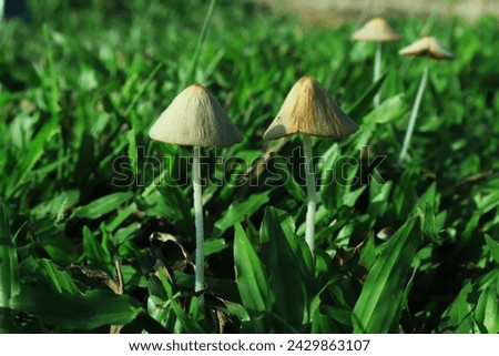 Toadstools grow in groups on moist soil in tropical forests. view in the morning