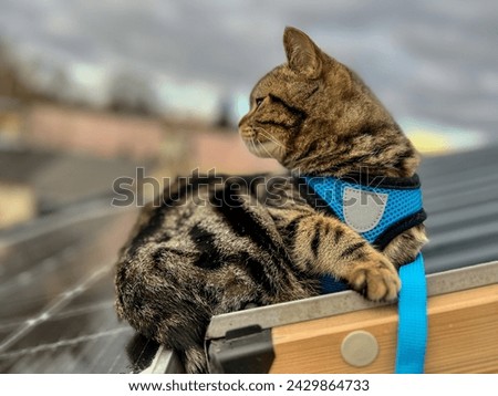 Cute tabby cat with blue collar on the roof of the house looking down 