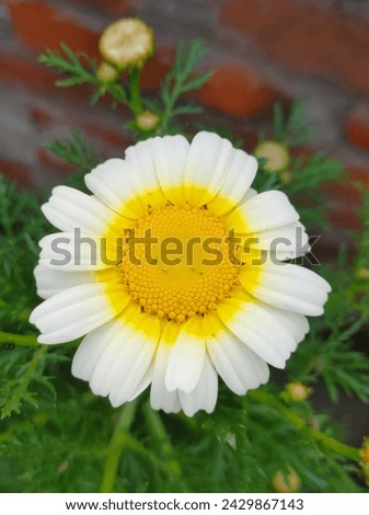 Close up of beautiful Golden and white marguerite flower