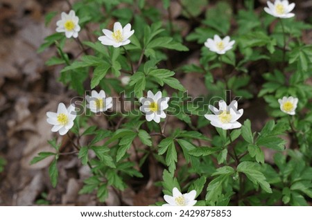 Anemonoides nemorosa (syn. Anemone nemorosa), the wood anemone, is an early-spring flowering plant in the buttercup family Ranunculaceae, native to Europe. Royalty-Free Stock Photo #2429875853