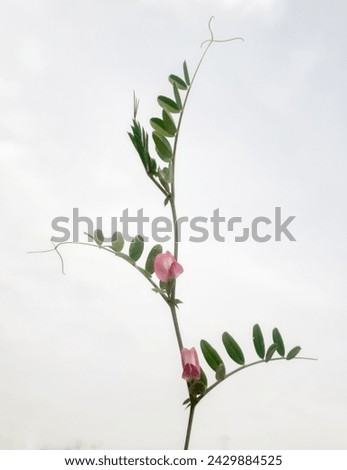 Common vetch plant isolated on white background or Vicia sativa, known as the common
vetch, garden vetch, tare or simply
vetch, is a nitrogen-fixing
leguminous plant with white background.  Royalty-Free Stock Photo #2429884525