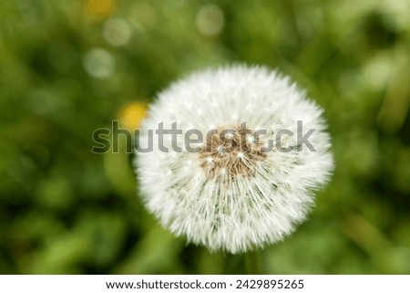Close up picture of dandelion in the garden