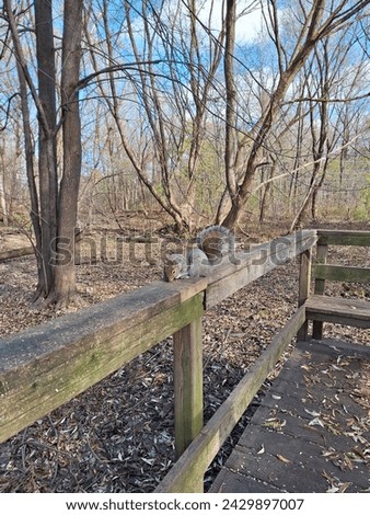 Squirrel on a wooden footbridge in a public park