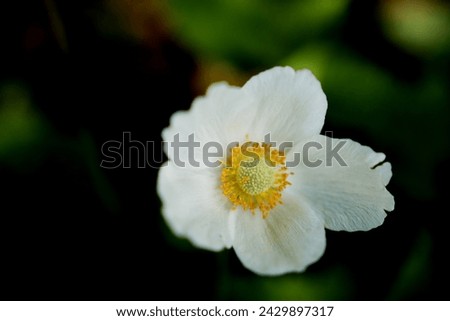 Close up picture of white flower in the garden