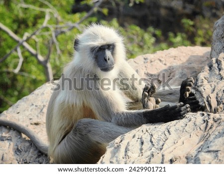 The black-faced Indian monkey is also known as the Indian Langur or Gray Langur (Semnopithecus entellus)