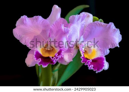 Rhyncholaeliocattleya (Rlc.) Perfect Beauty 'New Edition' x Cattleya Melody Fair 'Carol', a pink, scented, cattleya orchid hybrid