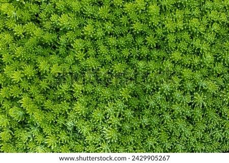 Green lemon sedum angelina the ground cover for background and text in natural and minimal design pattern with copy space Royalty-Free Stock Photo #2429905267