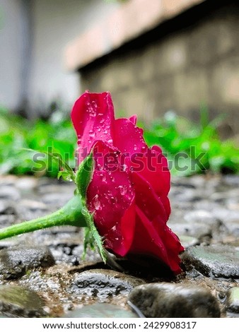 a single red rose on the floor looks wet after rain, against the blurred background of the floor and green grass 