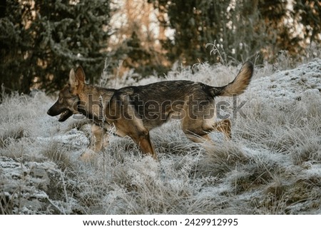 Beautiful young German Shepherd female dog in a meadow in winter on a sunny day in Skaraborg Sweden
