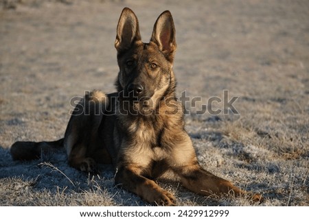 Beautiful young German Shepherd female dog in a meadow in winter on a sunny day in Skaraborg Sweden