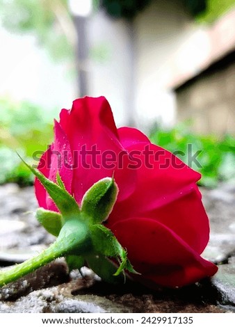 a rose lying on the floor, with a blurred garden in the background 