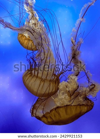 Jellyfish with a purple and blue background.