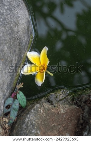 Frangipani leaves fall in the fish pond between the rocks