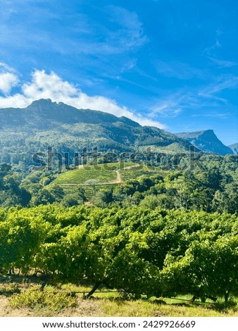 Constantia wine region, Western Cape