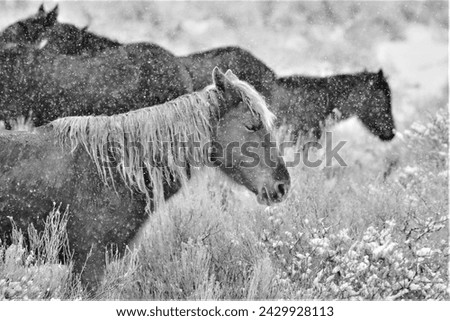 Wild Mustangs of the Nevada Desert