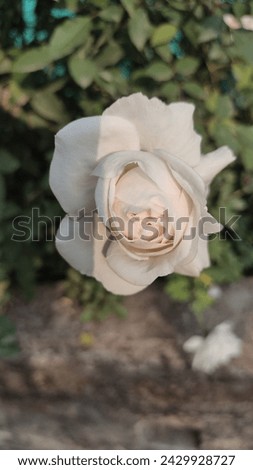 Close up picture of white rose, blooming in a garden in a sunny weather, beautiful flower, green leaves, rose plant, gardening, vertical picture, close up image,