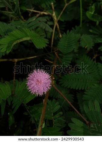 Enchanting Mimosa Pudica: The Sensitive Plant Unfolding its Leaves