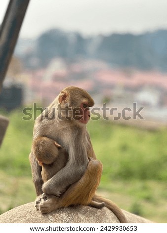 Picture of monkey I clicked on Nepal