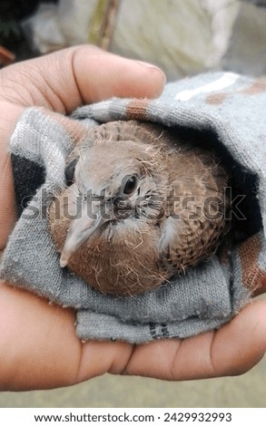       bird in a sock New picture of pigeon Natural The most beautiful picture 