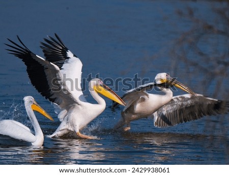 Rosy Pelicans are about to take of  Royalty-Free Stock Photo #2429938061