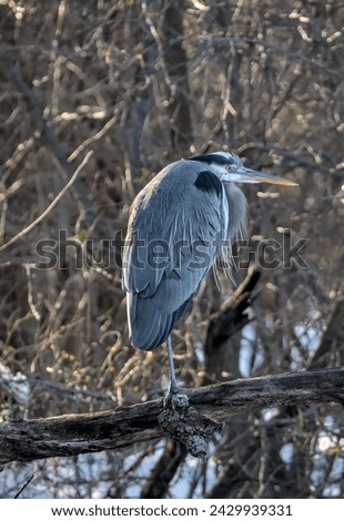 great blue heron bird sitting on tree branch in a park (prospect park brooklyn new york)