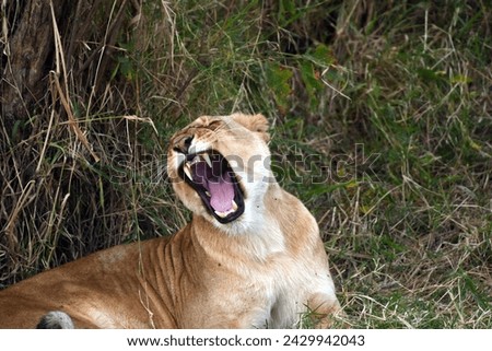Lions at Maasai Mara Kenya Royalty-Free Stock Photo #2429942043